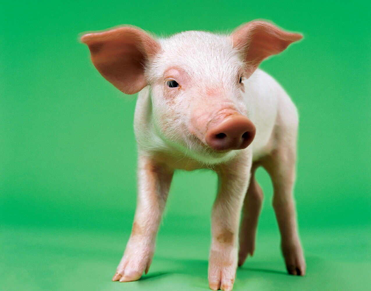 Piglet RTSA